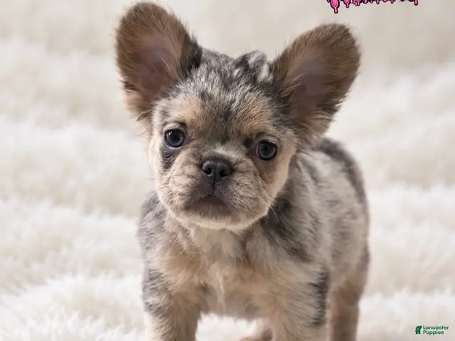 French Bulldog dogs for sale: Blueface ( Blue y tan Merle /fluffy ) male - Ad 1