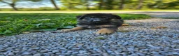 German Shepherd dogs for sale: Cooper  - Ad 8