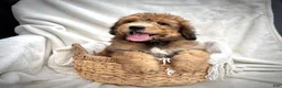 Bernedoodle dogs for sale: Theo - Ad 10
