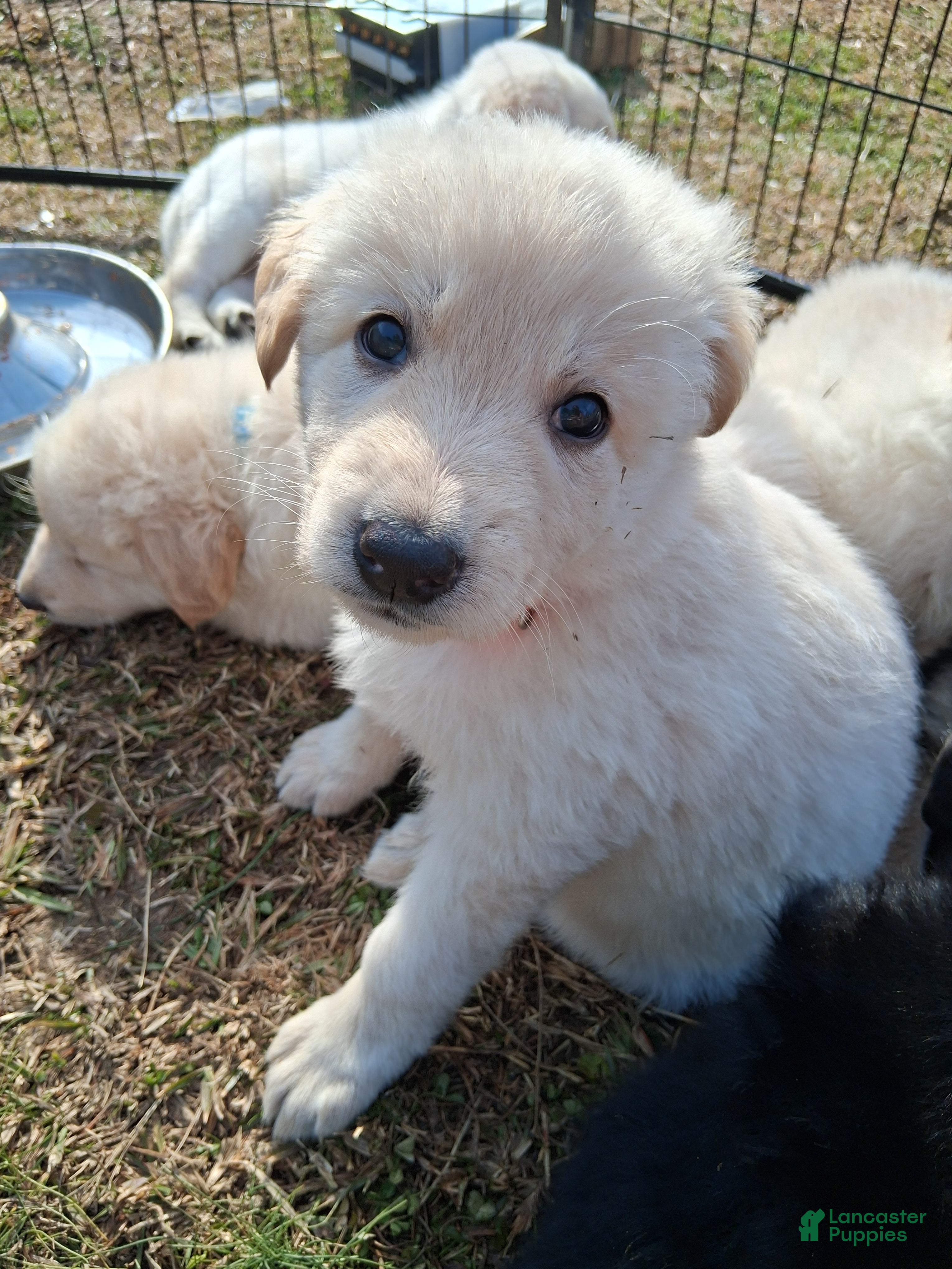 German Shepherd dogs Tiger - Ad 1