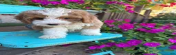 Mini Bernedoodle dogs for sale: Dolly - Ad 2