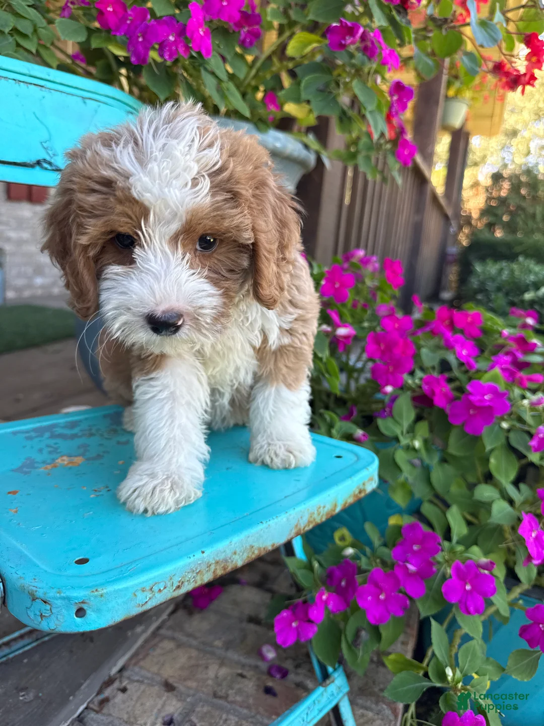 Mini Bernedoodle dogs for sale: Dolly - Ad 2