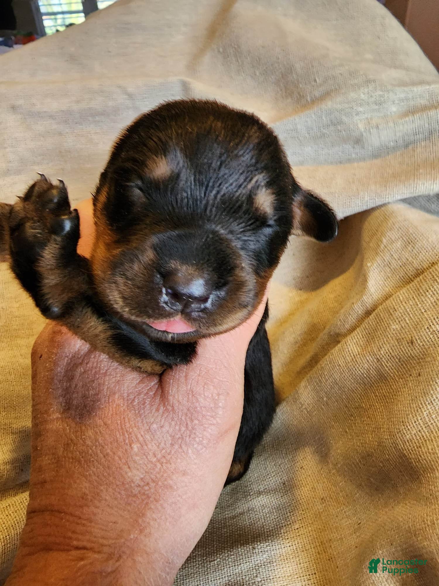 Rottweiler dogs Rott M3 - Ad 10