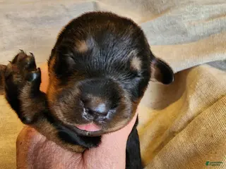 Rottweiler dogs Rott M3 - Ad 10