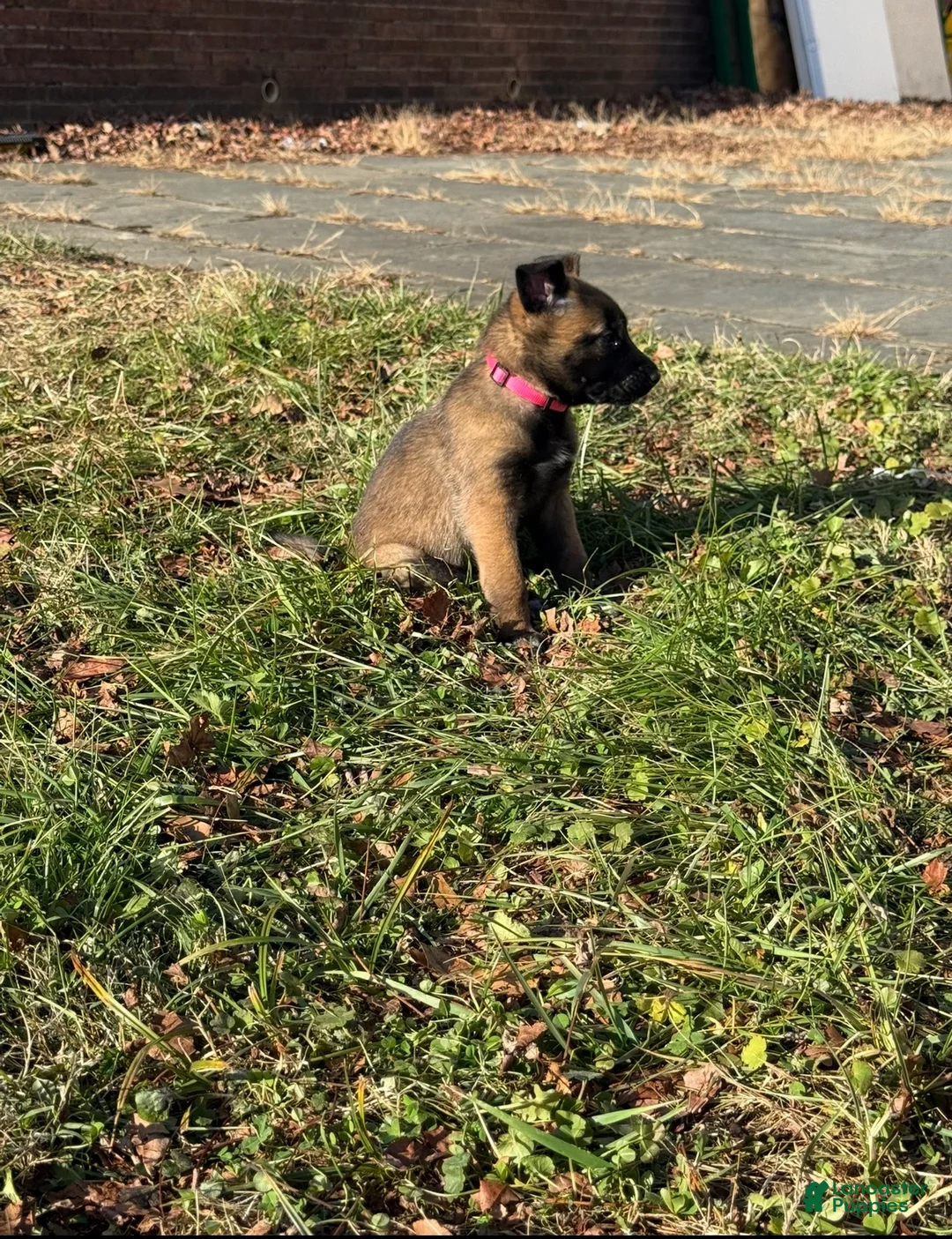 Belgian Malinois dogs for sale: Belgian Malinois Puppy 4 - Ad 2