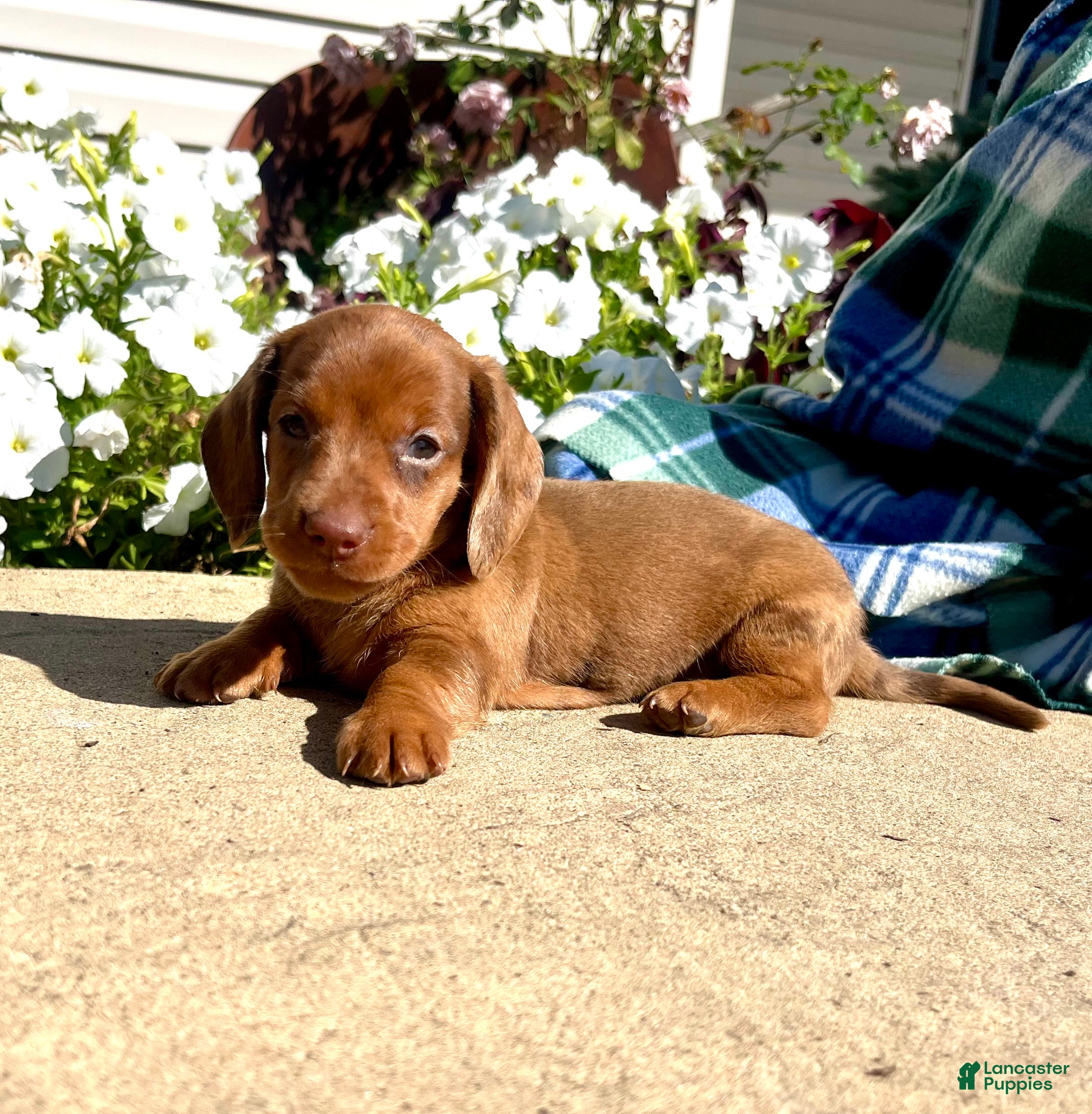 Dachshund dogs HUXBY❤️ACA Registered - Ad 9