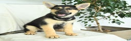 Gerberian Shepsky dogs for sale: Montana - Ad 3