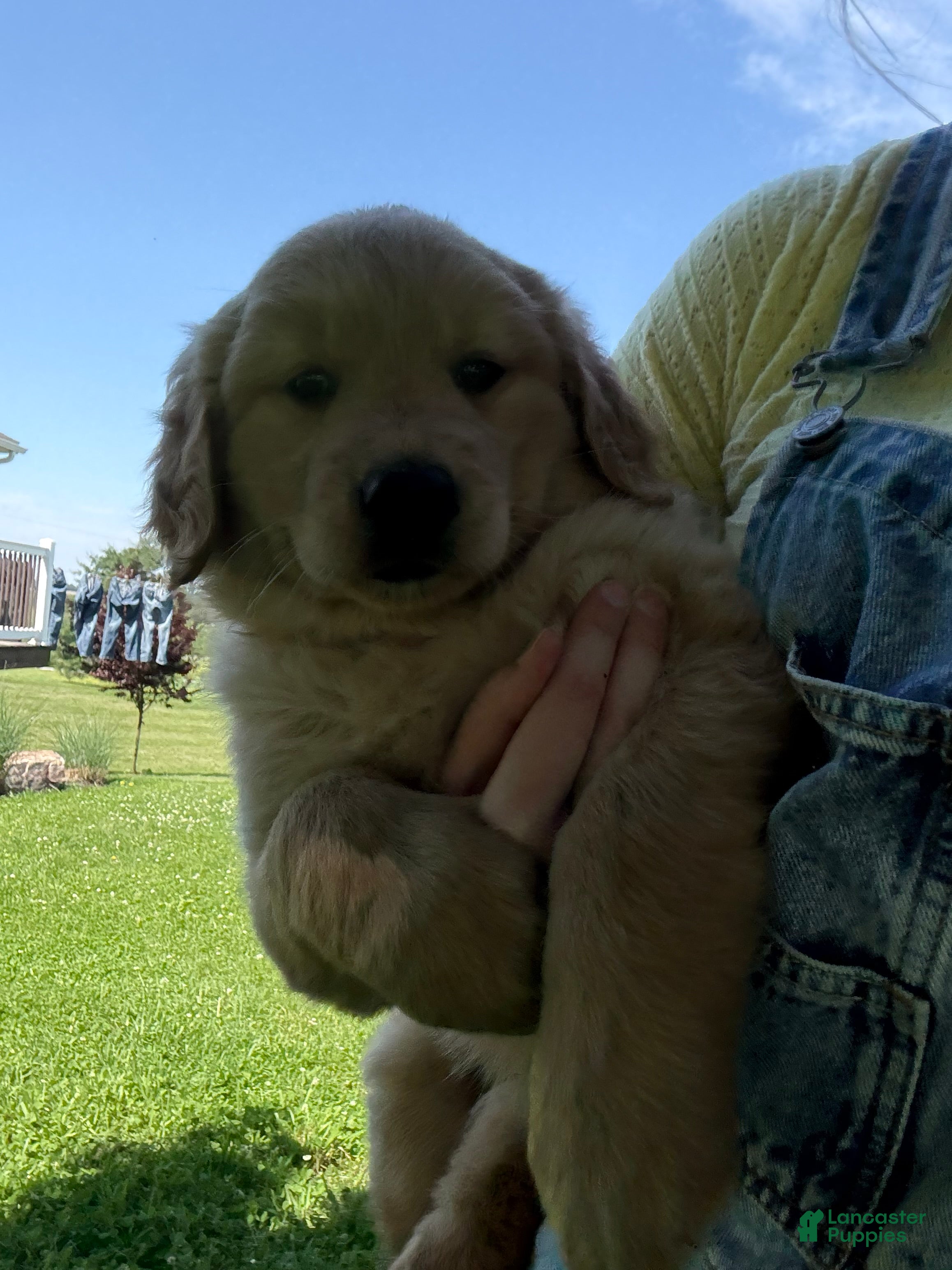 Golden Shepherd dogs Harper - Ad 2
