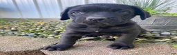 Cane Corso dogs for sale: Jayce - Ad 7
