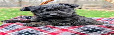 Meet Birdie