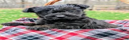 Mixed Breed dogs for sale: Meet Birdie - Ad 1