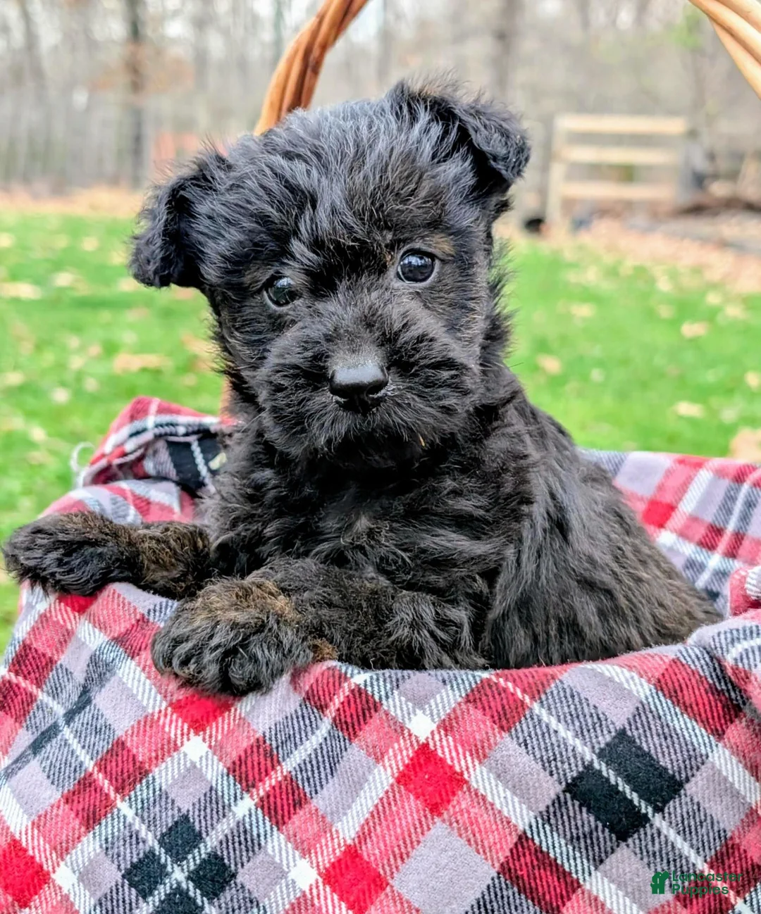 Mixed Breed dogs for sale: Meet Birdie - Ad 1