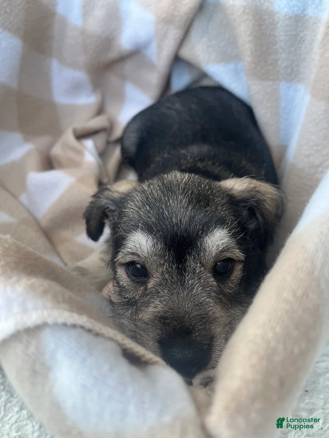 Miniature Schnauzer dogs for sale: Sadie - Ad 2