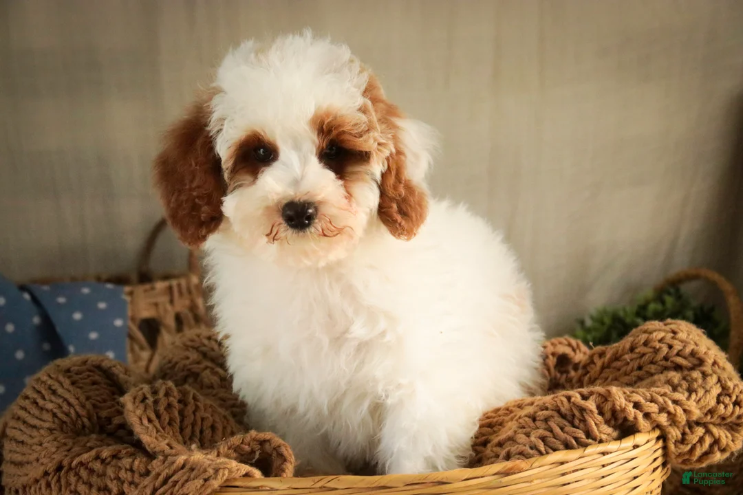 Miniature Poodle dogs for sale: Rozz - Ad 3