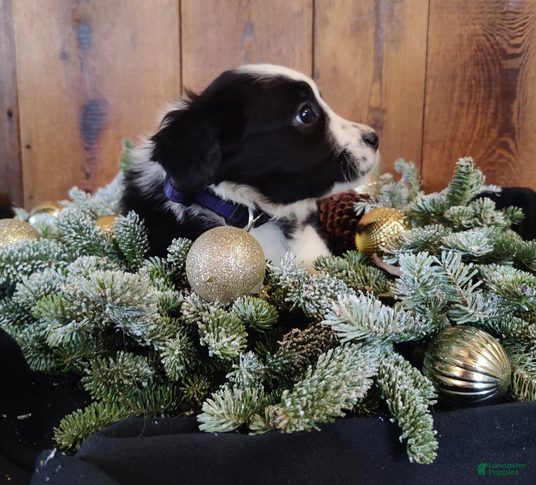 Mixed Breed dogs for sale: Elizabeth  - Ad 2