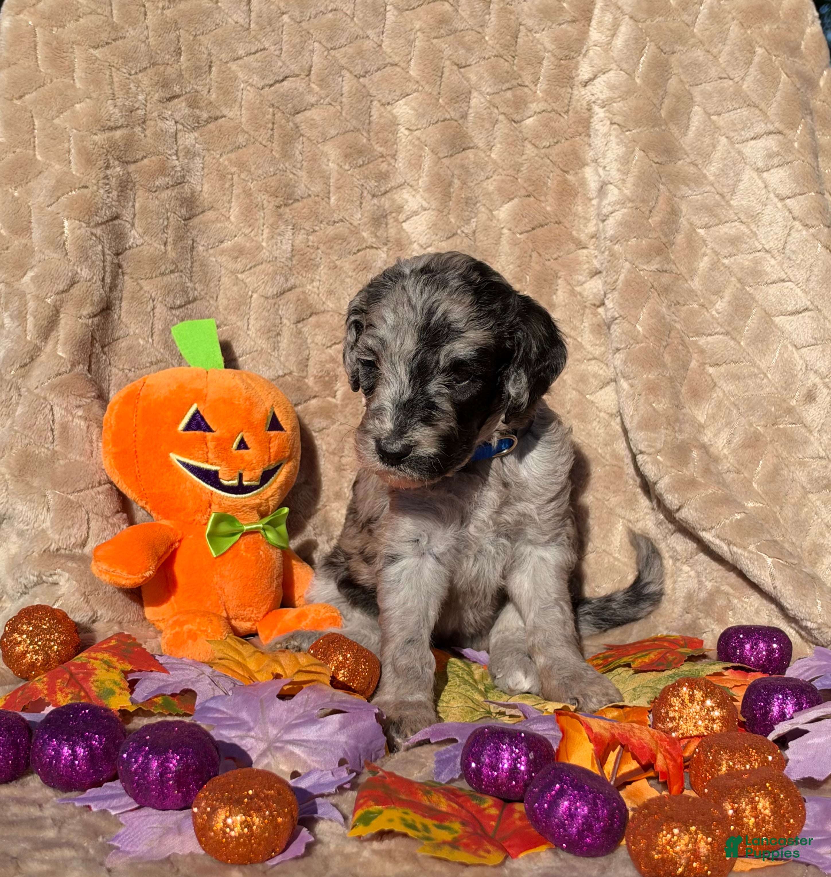 Labradoodle dogs Jack Skellington  - Ad 2