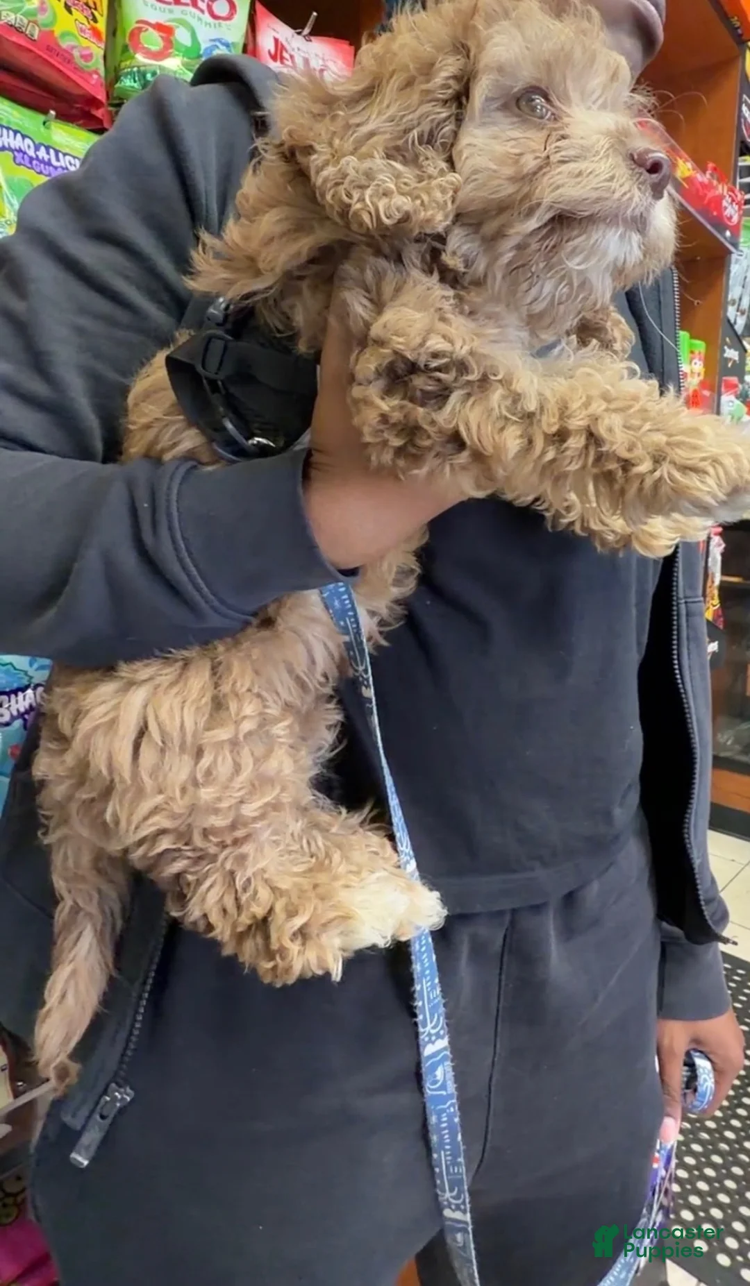 Cockapoo dogs for sale: Cockapoo 1 - Ad 2