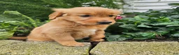 Golden Retriever dogs for sale: Kara - Ad 2