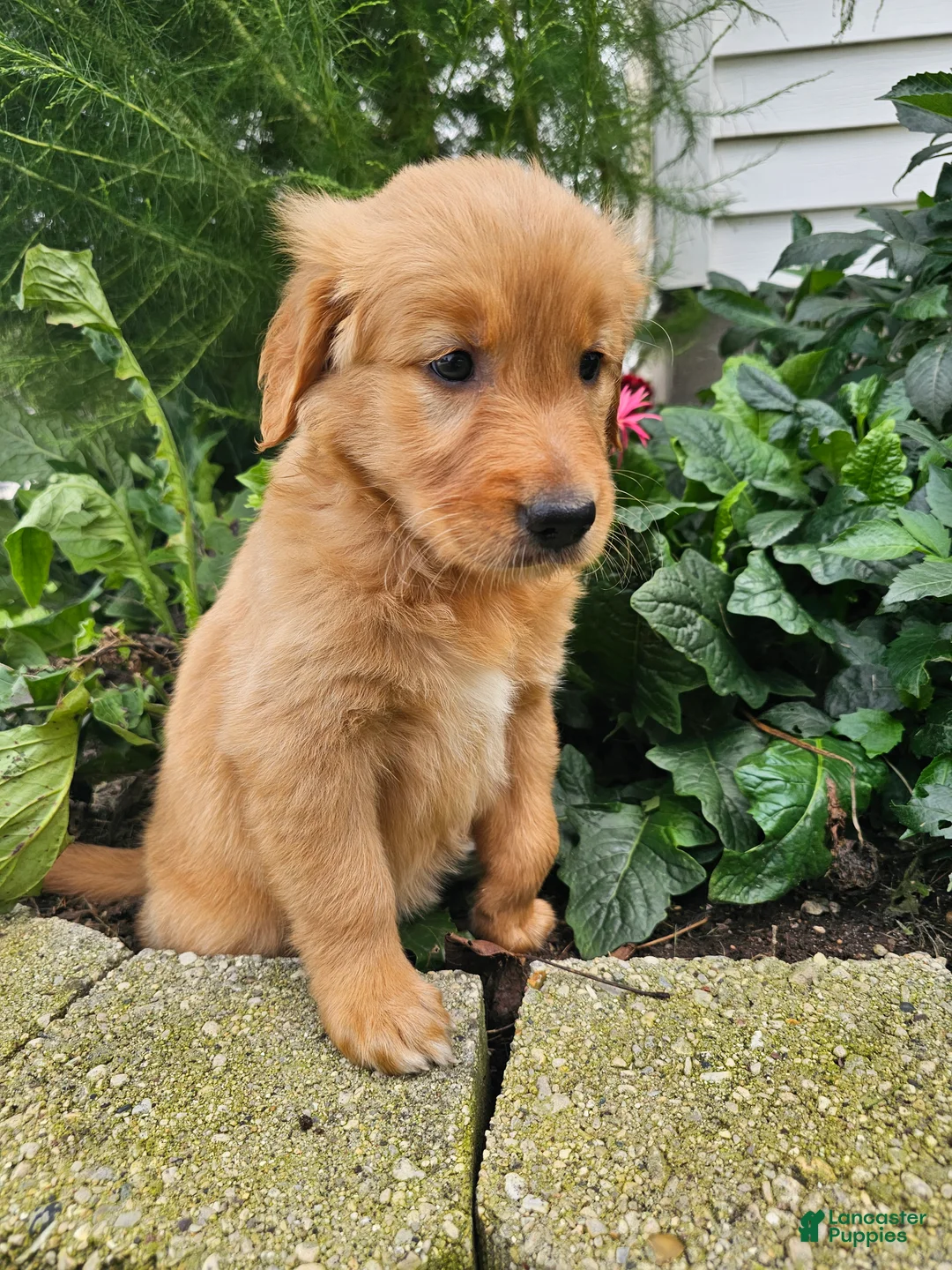 Golden Retriever dogs for sale: Kara - Ad 2