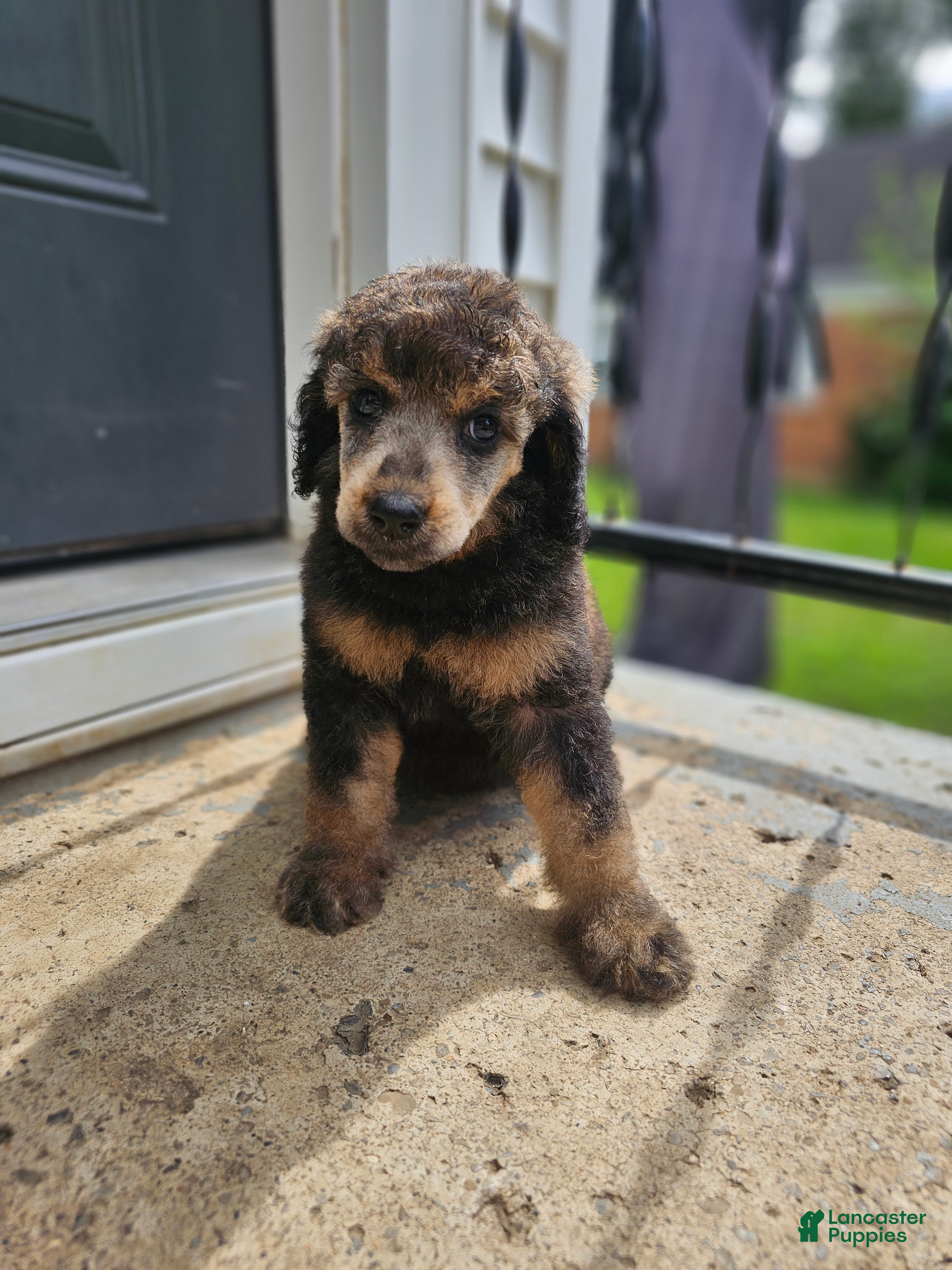 Standard Poodle dogs Nanook  - Ad 7