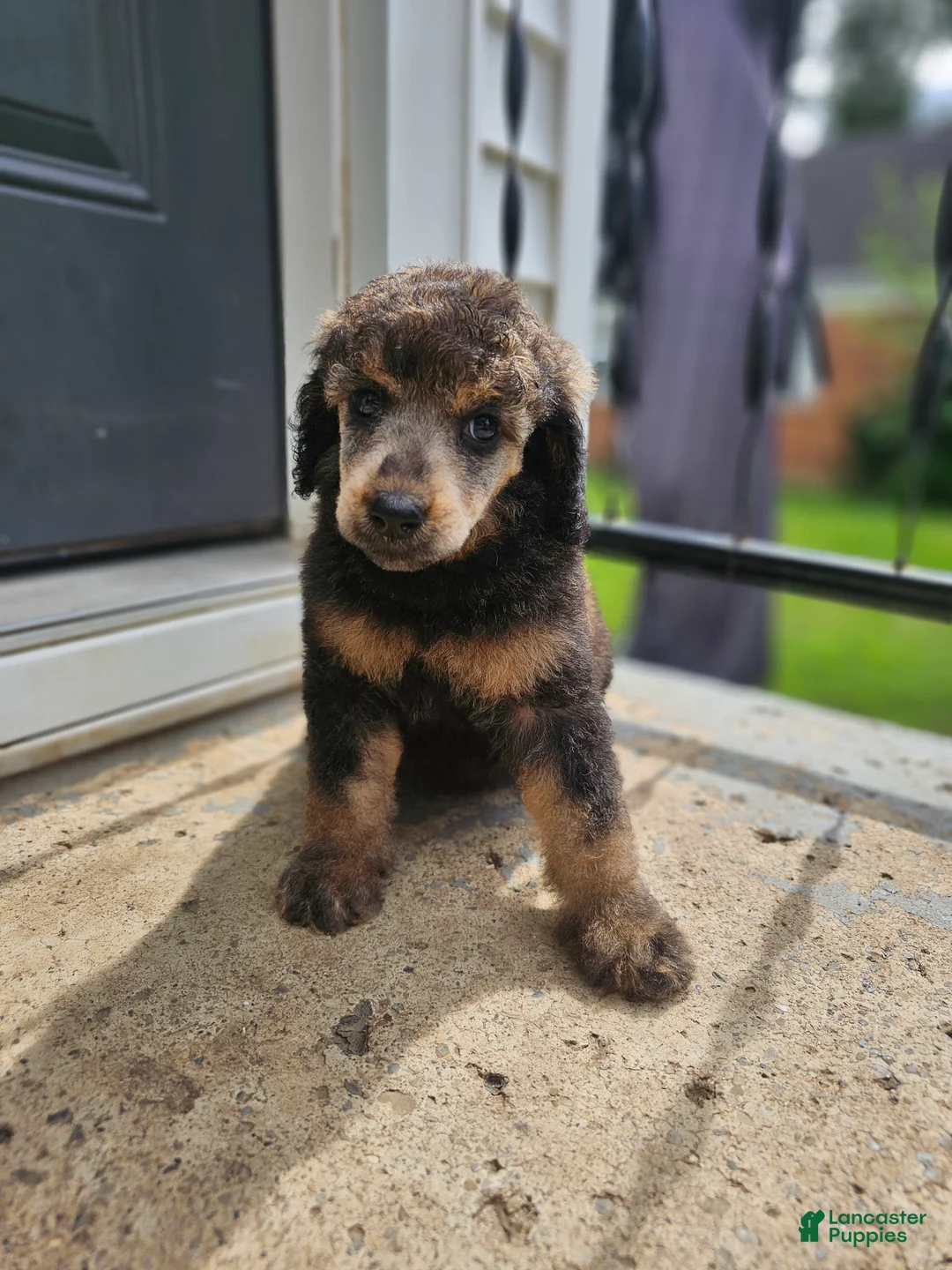 Standard Poodle dogs for sale: Nanook  - Ad 1