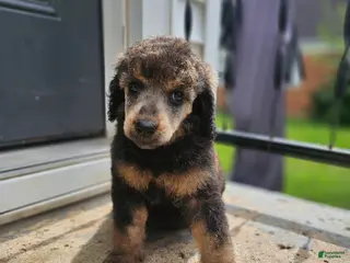 Standard Poodle dogs Nanook - Ad 7