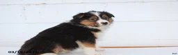 Australian Shepherd dogs for sale: Ranger - Ad 3