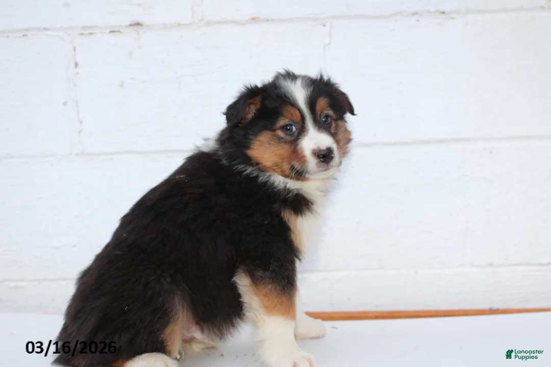 Australian Shepherd dogs for sale: Ranger - Ad 3