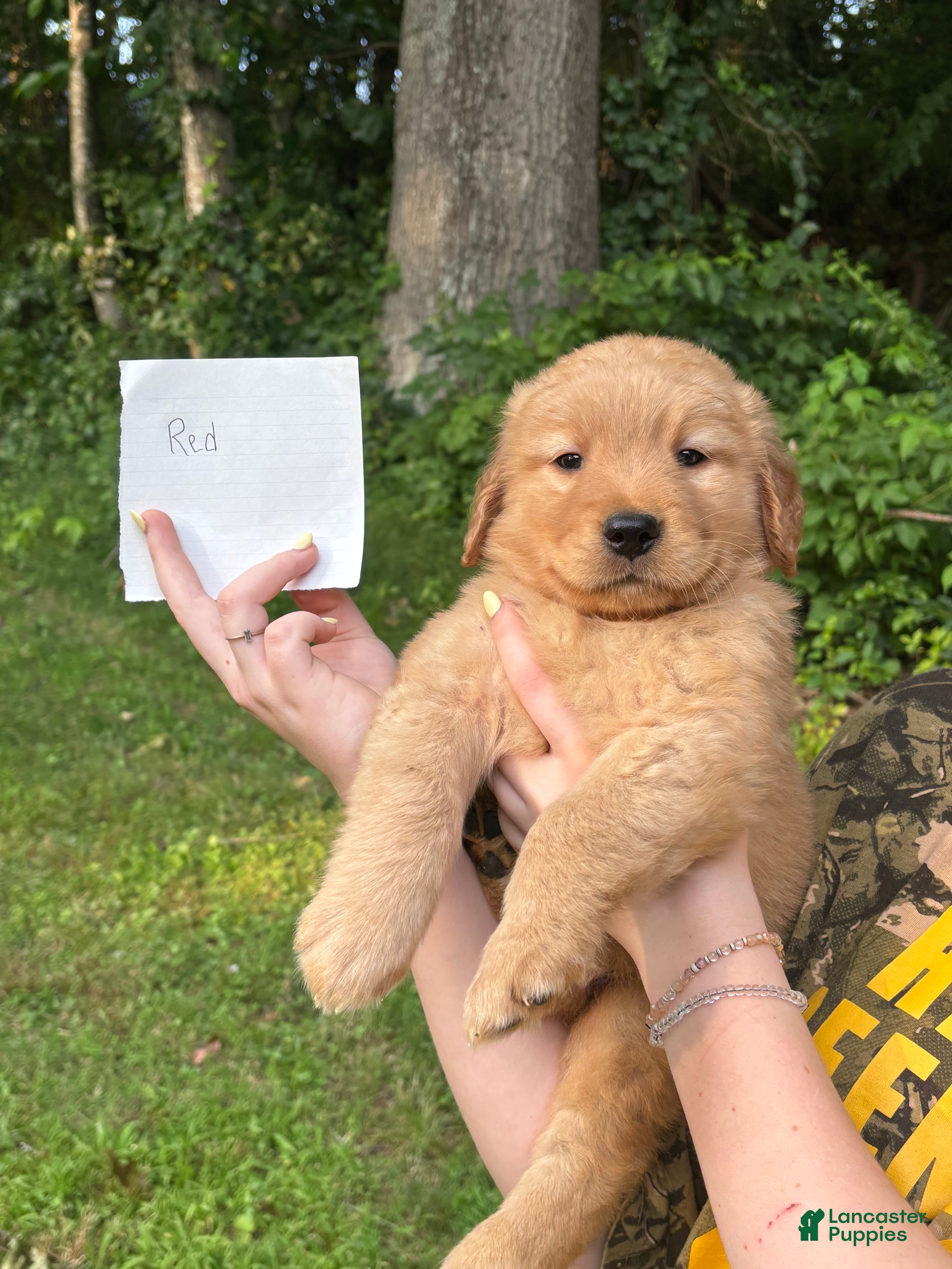 Golden Retriever dogs Red - Ad 38
