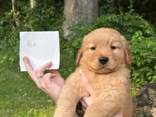 Golden Retriever dogs Red - Ad 38