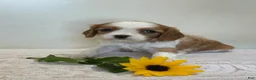 Cavalier King Charles Spaniel dogs for sale: Loyal Cavalier King Charles Spaniel  - Ad 4