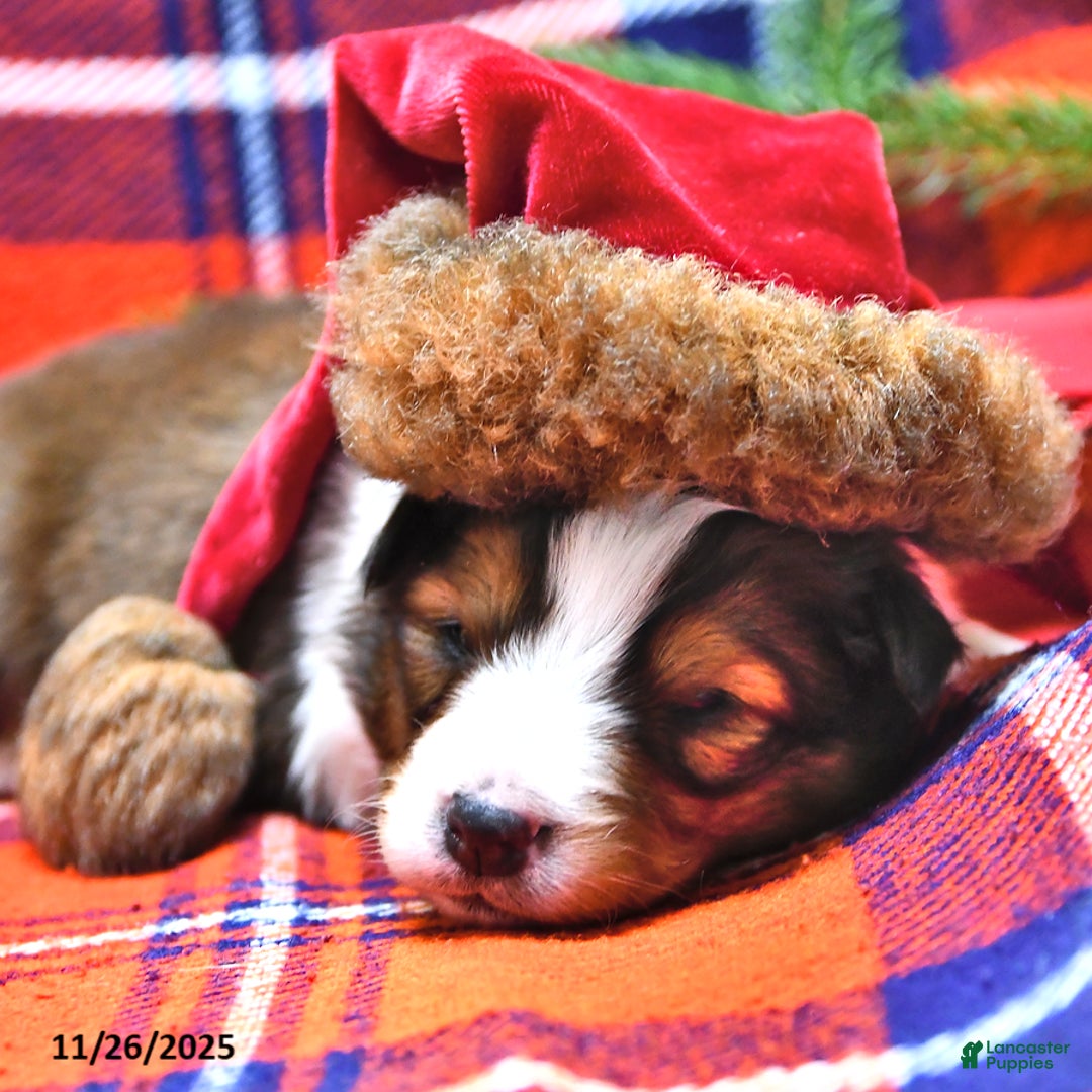 Shetland Sheepdog dogs for sale: Candy Cane - Ad 10