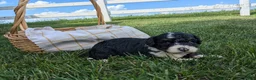 Bernedoodle dogs for sale: Buster  - Ad 1