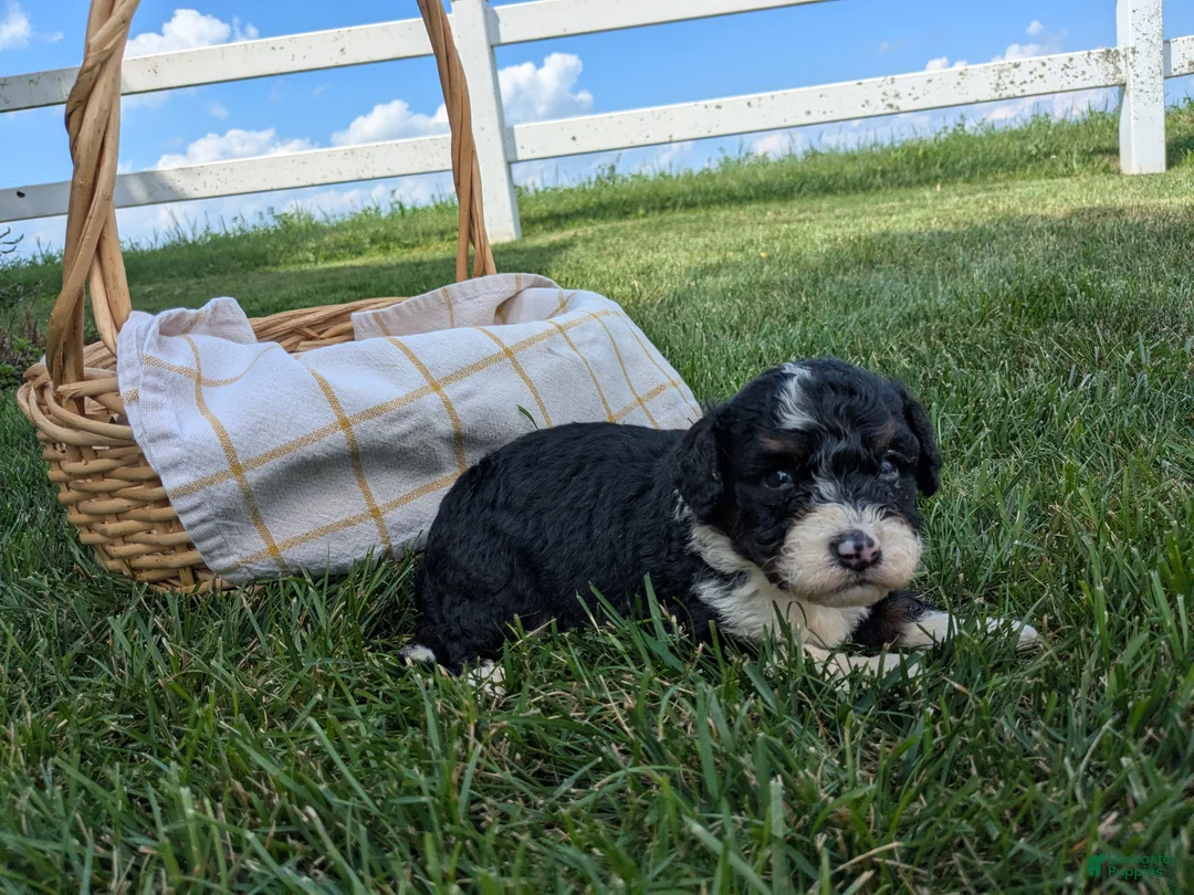 Bernedoodle dogs for sale: Buster  - Ad 1