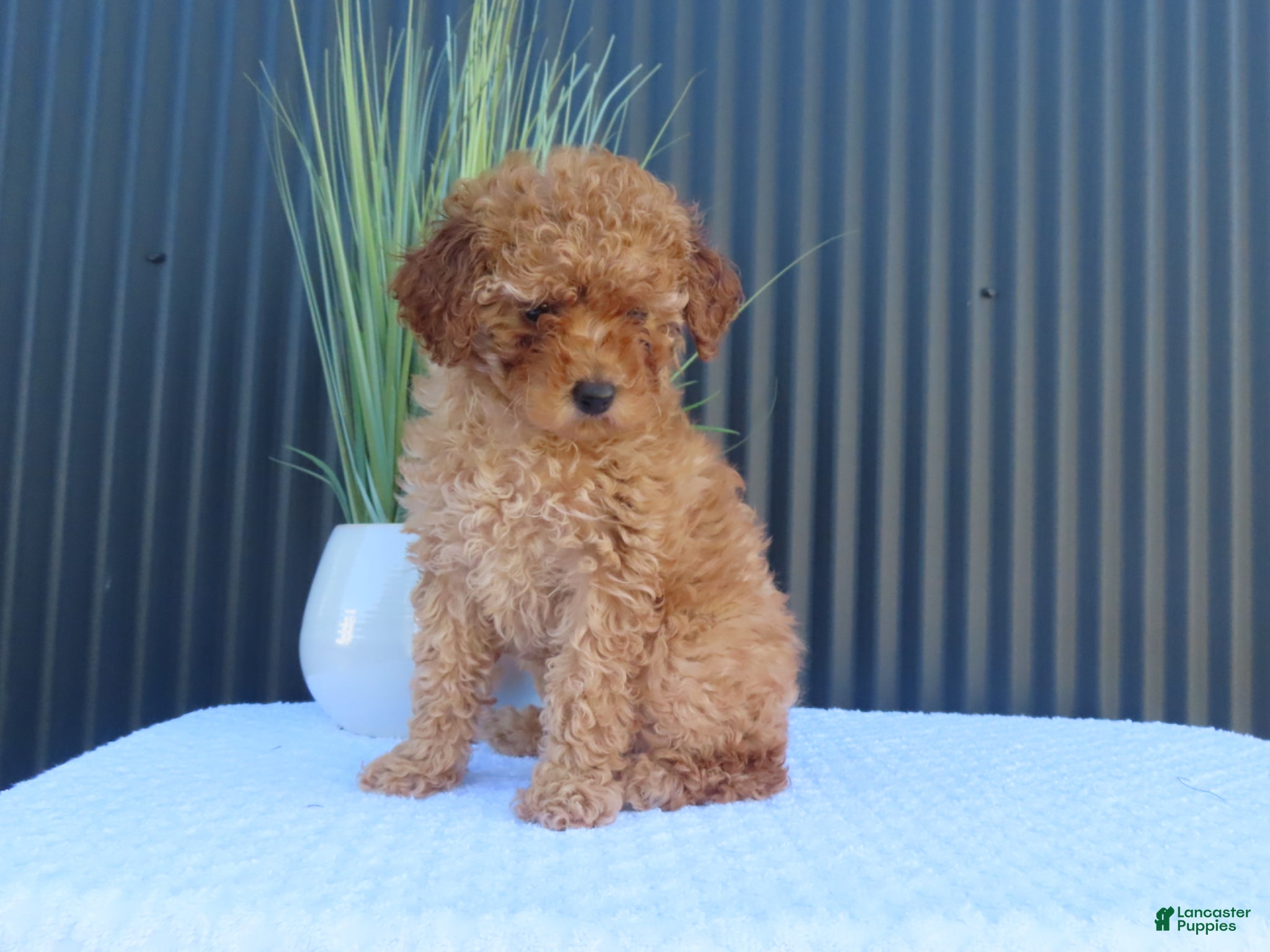 Toy Poodle dogs for sale: Misty - Ad 6