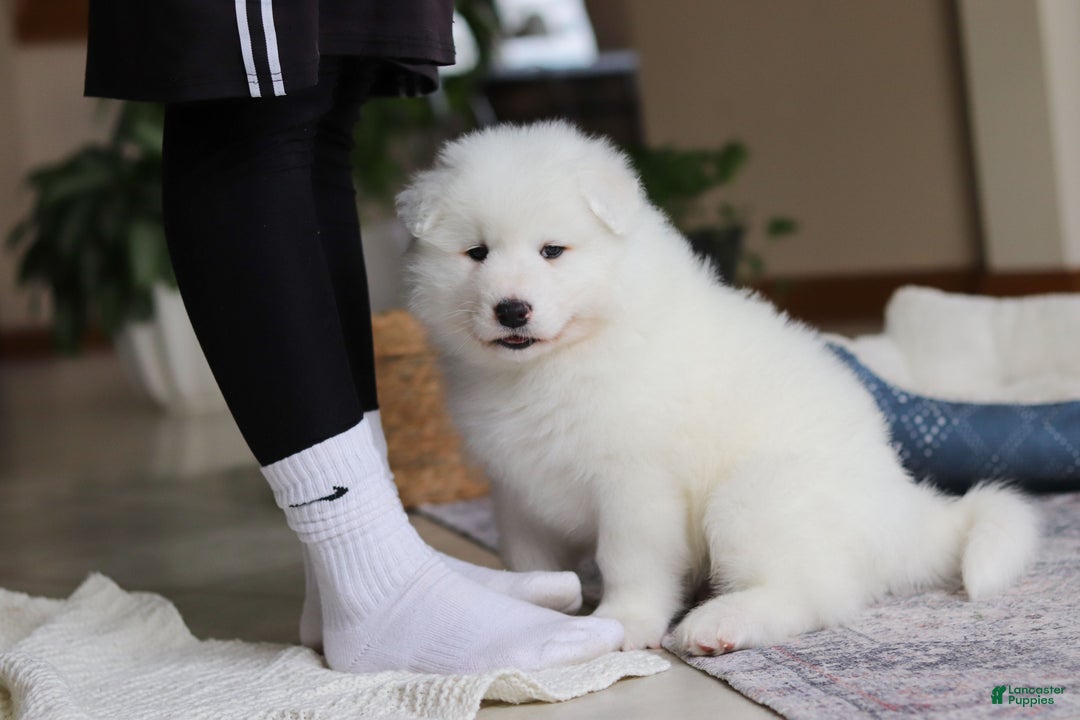 Samoyed dogs for sale: Hank - Ad 20