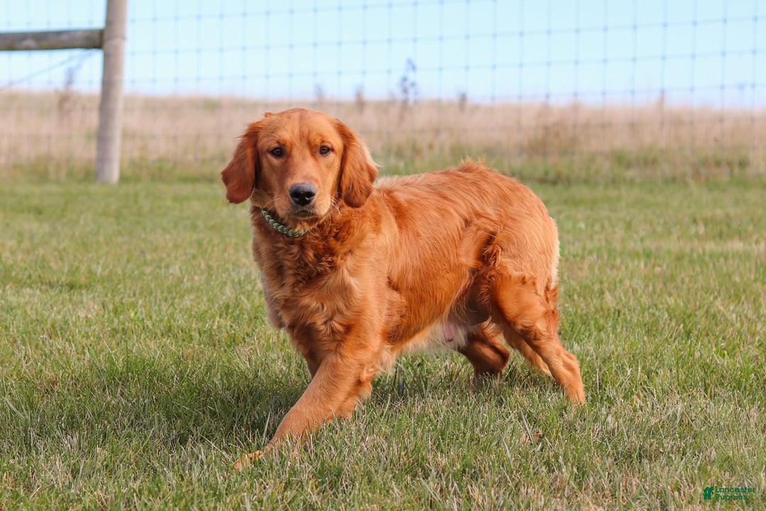 Miniature Golden Retriever dogs for sale: Olivia - Ad 7