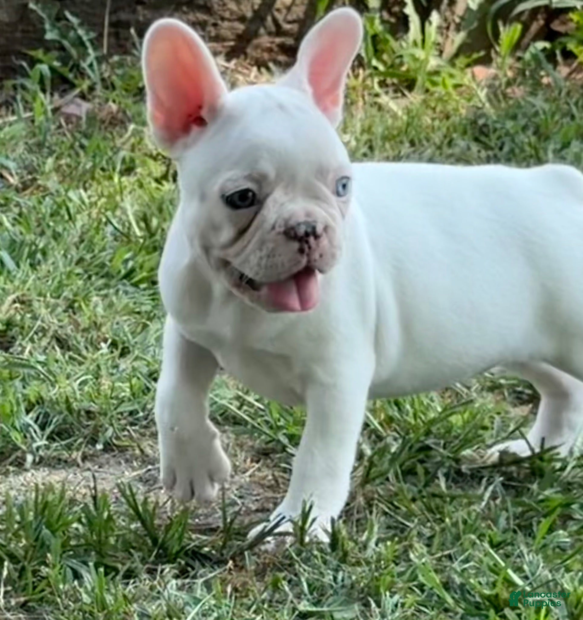 French Bulldog dogs French Bulldog 1 - Ad 37