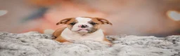 English Bulldog dogs for sale: English Bulldog 1 - Ad 12