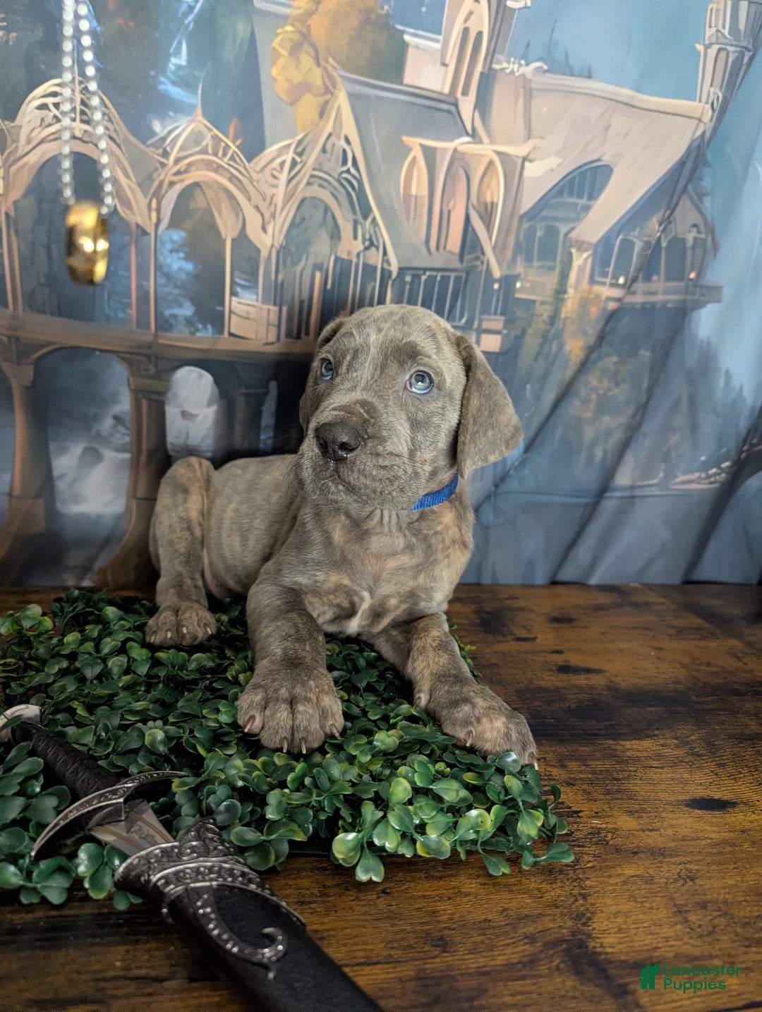 Great Dane dogs for sale: Legolas Blue Brindle Male Great Dane Puppy - Ad 3
