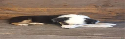 Australian Shepherd dogs for sale: Frank - Ad 8