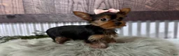 Yorkshire Terrier dogs for sale: Izzy - Ad 5