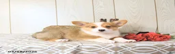 Welsh Corgi Pembroke dogs for sale: Buddy - Ad 7