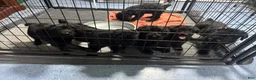 Giant Schnauzer dogs for sale: Giant Schnauzer 8 - Ad 3