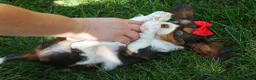 Cavalier King Charles Spaniel dogs for sale: Bentley 🐾🐶 - Ad 3
