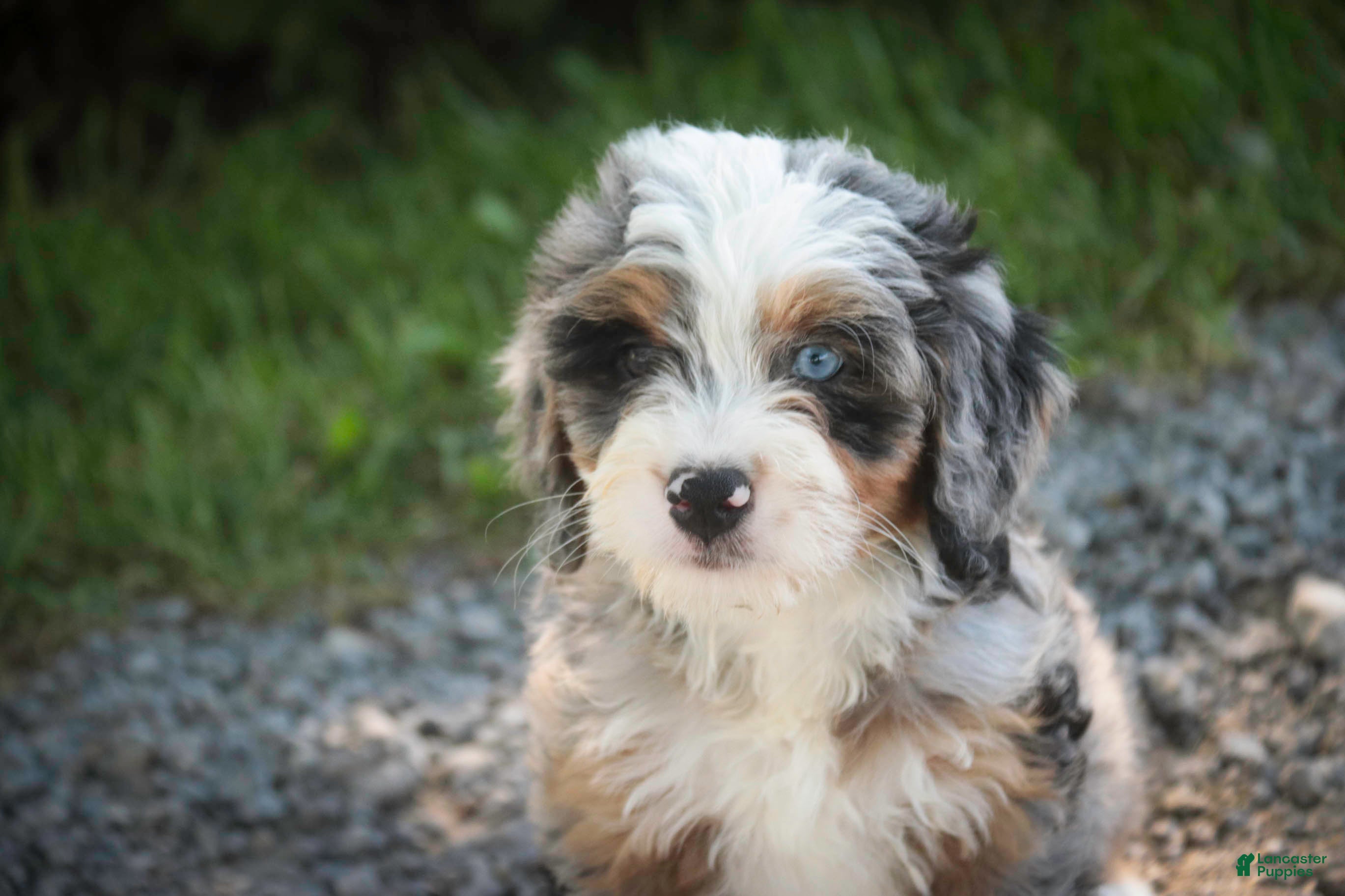 Mini Bernedoodle dogs Maya Mini Bernedoodle  - Ad 2