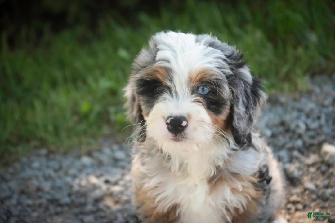 Mini Bernedoodle dogs for sale: Maya Mini Bernedoodle  - Ad 2