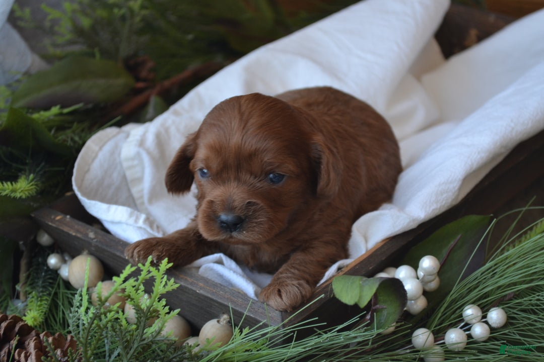 Cavapoo dogs for sale: Glimmer - Ad 2
