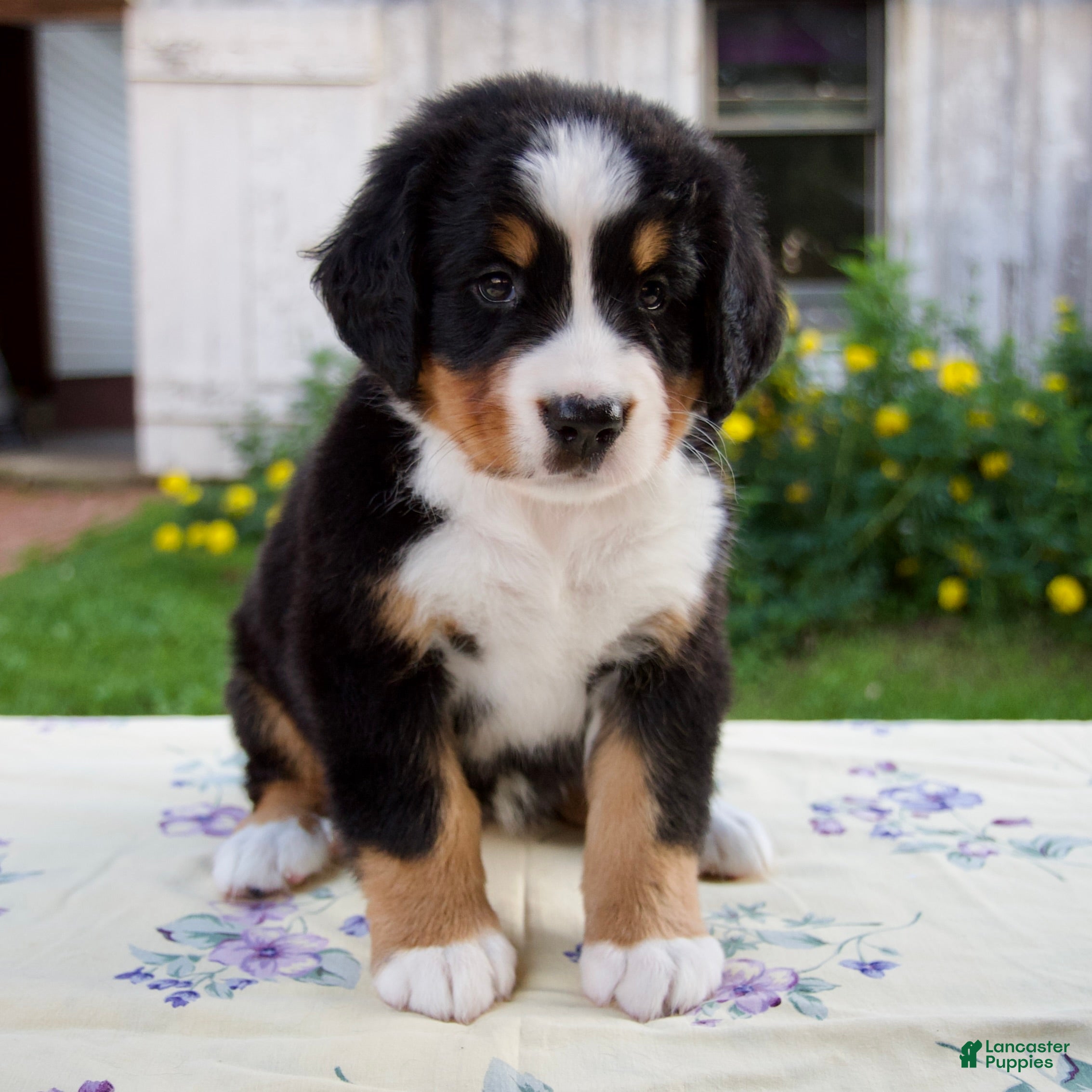 Bernese Mountain Dog dogs Samantha - Ad 1