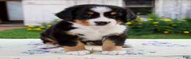 Samantha